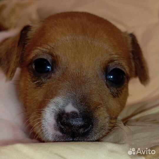Продаются щенки