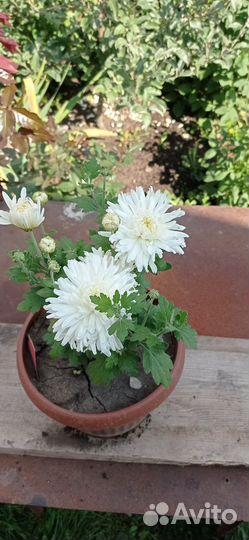 Корейская хризантема