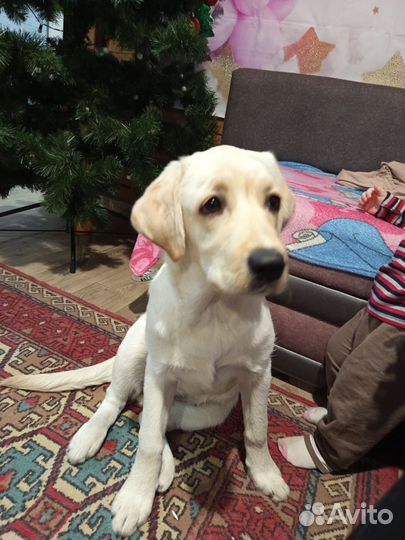 Щенки лабрадора