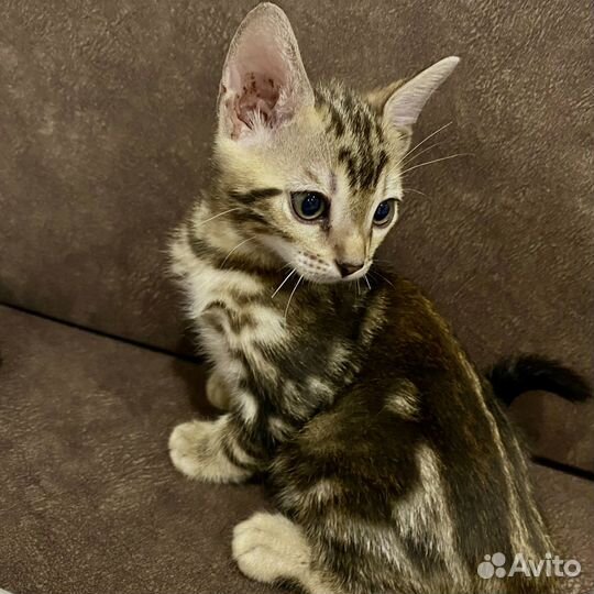 Малыш бенгал мрамор графит