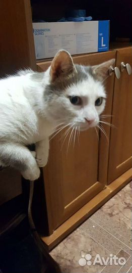 Кот-сирота мальчик в дар привит кастрирован