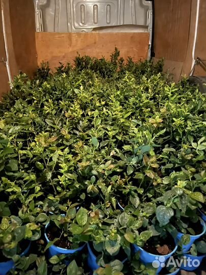 Голубика саженцы