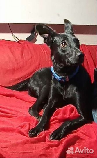 Собачка в добрые руки