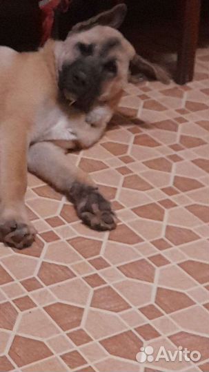 Собаки бесплатно