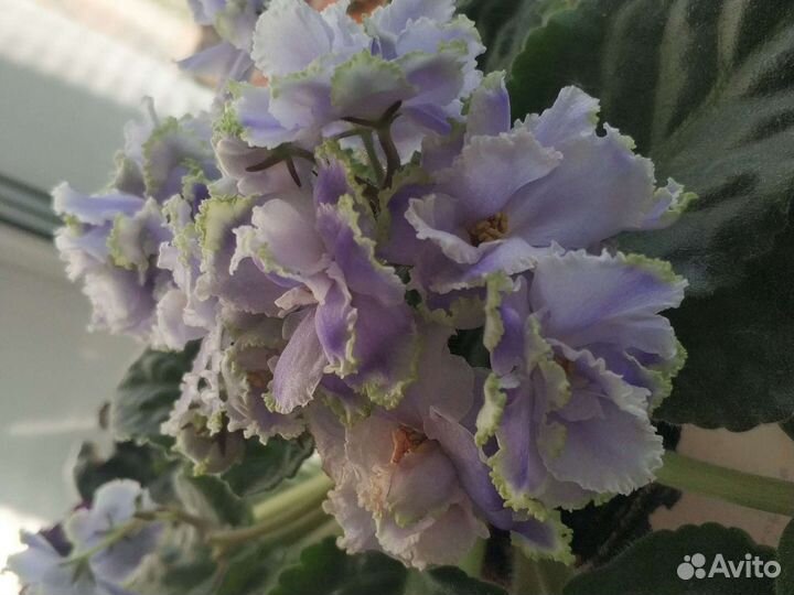 Фиалки сортовые