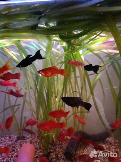 Аквариумные рыбки, растения, корм (дафния живая)