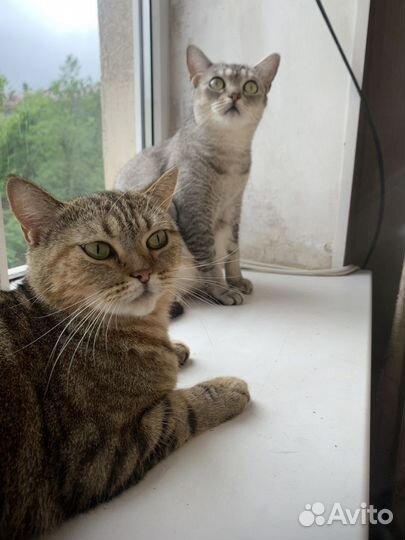 Кошка британка прямоухая в добрые руки