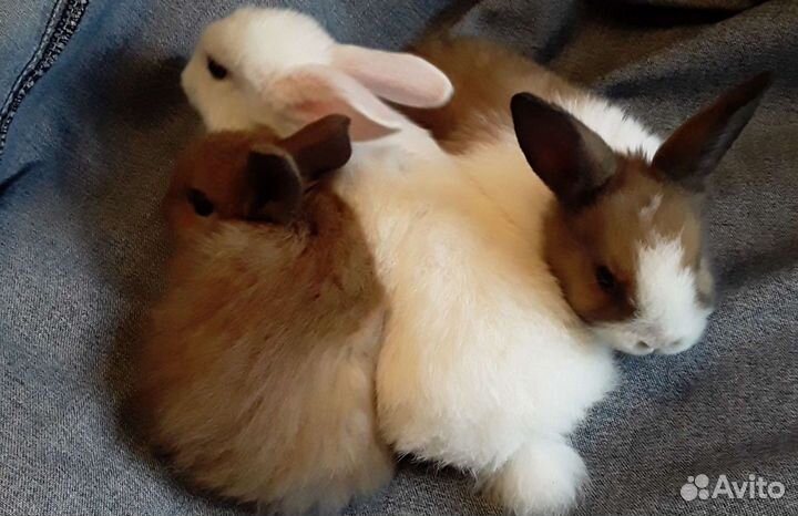 Красивые малыши. Возьмите ребенку пушистого друга