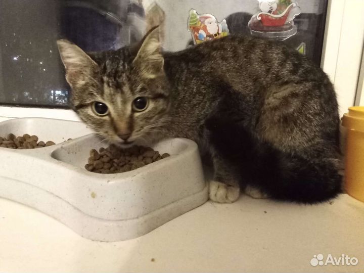 Кошечка, 6 мес