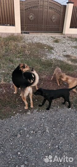 Щенки, собака в добрые руки