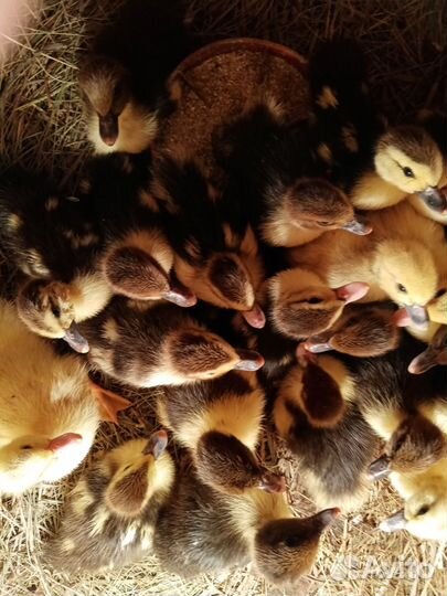 Индоутята из под индоутки две недели