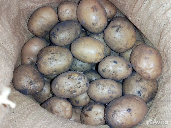 Продам картофель с доставкой