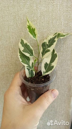 Сортовые фикусы