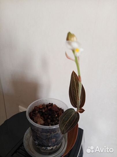 Орхидея лудизия