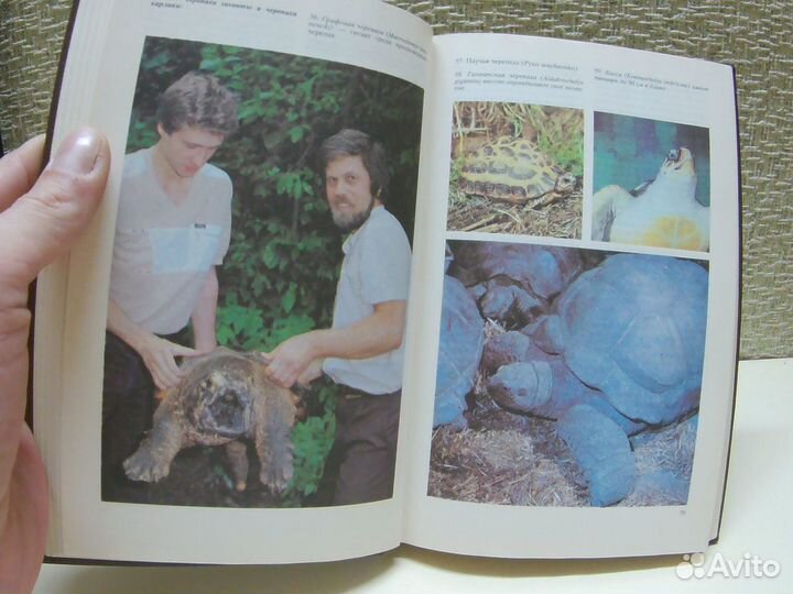 Террариум и его обитатели