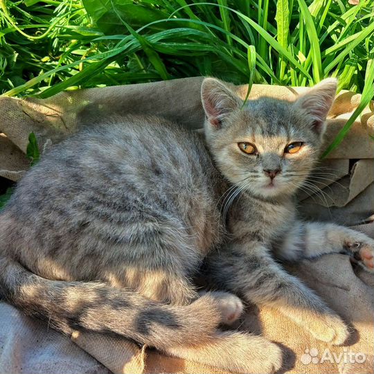 Котенок девочка в добрые руки