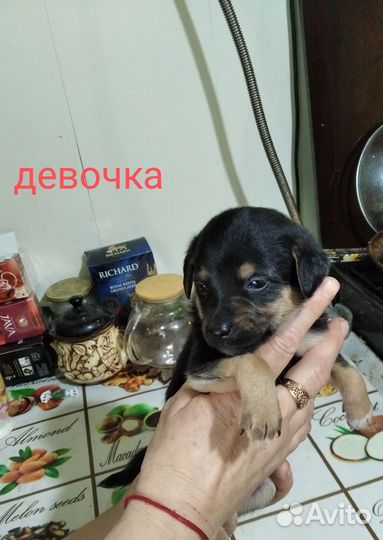 Той-терьер щенки