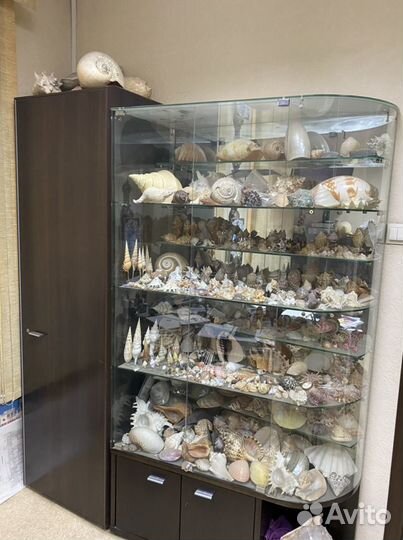 Коллекция морских раковин