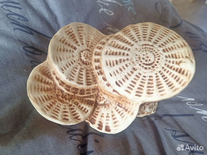 Для черепахи