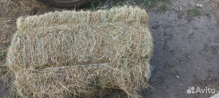 Сено в квадратных тюках