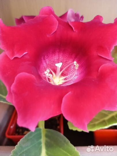 Глоксиния Скарлет цветет