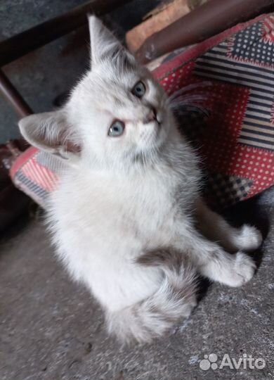 Отдам котят в добрые руки