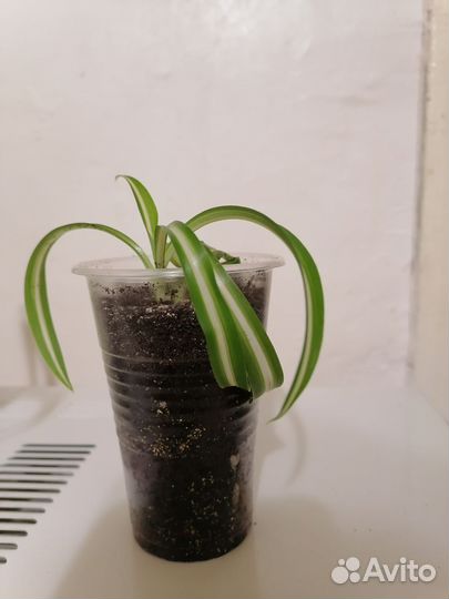 Хлорофитум кудрявый