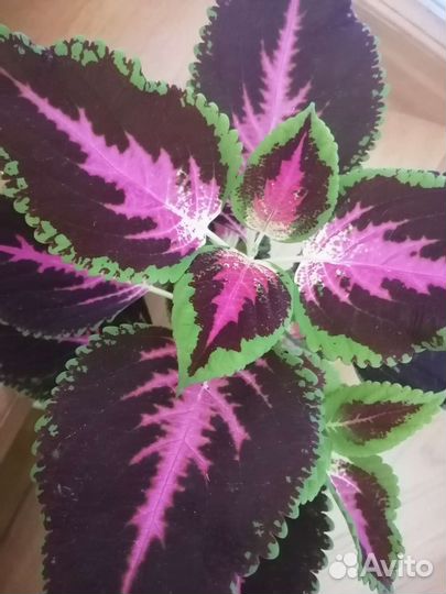 Колеус, плектрантус Блюма