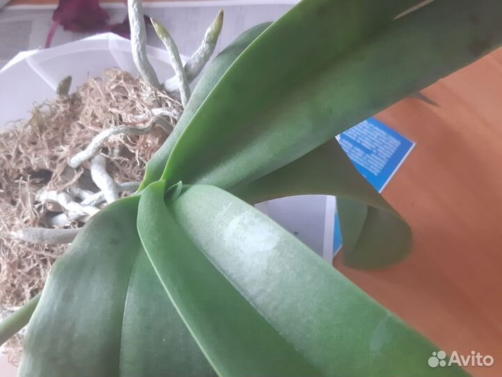 Орхидея фаленопсис