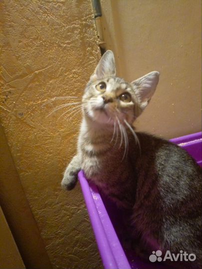 Котенок 4 месяца