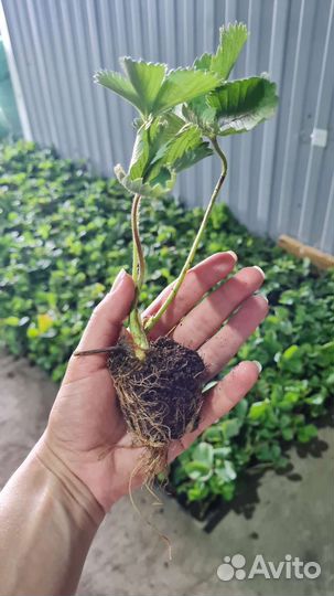 Рассада клубники