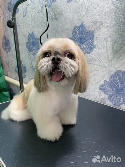 Груминг собак на дому