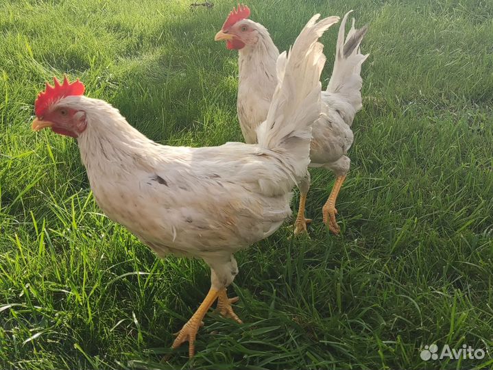 Петухи молодые породистые