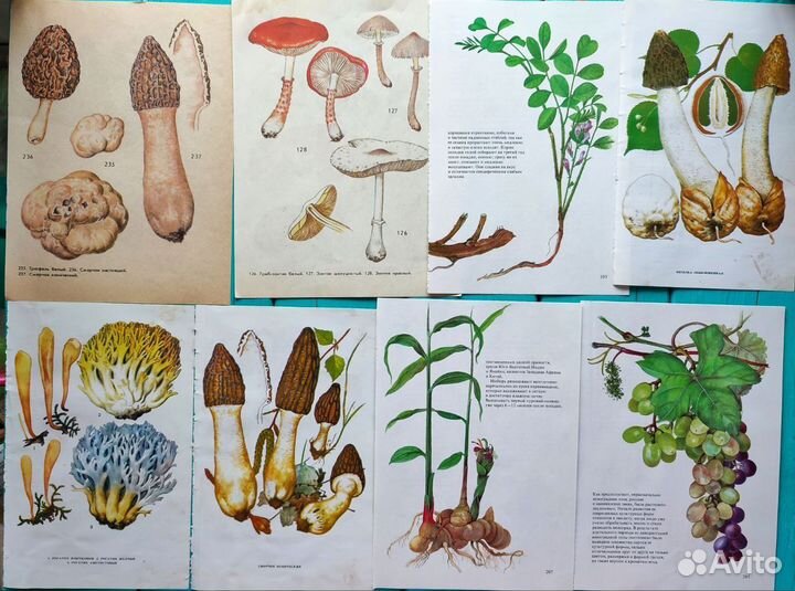 Иллюстрации растения, грибы для джанбуков