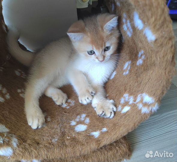 Шотландские котята