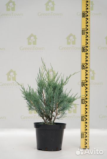 Можжевельник Мунглоу С3 45-50см
