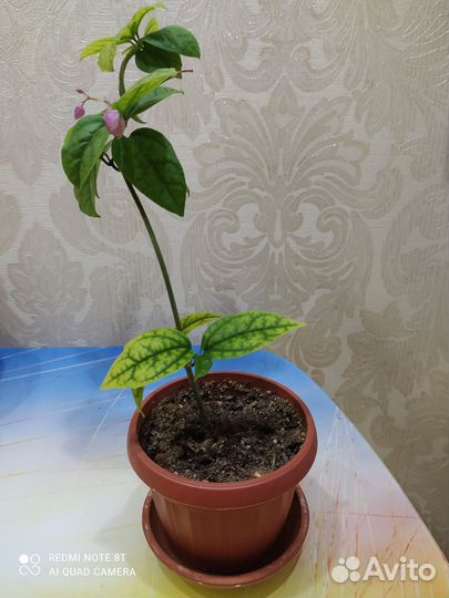 Клеродендрум томпсона, хлорофитум кудрявый