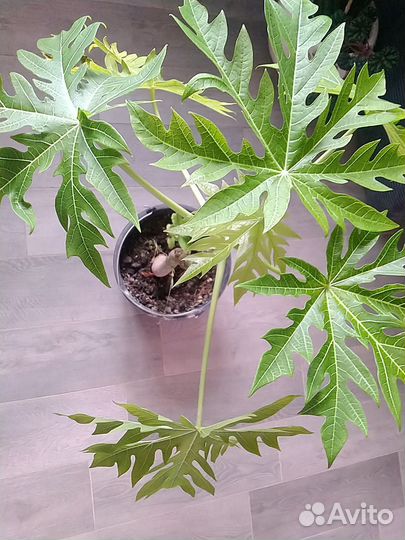 Папайя саженцы, фиттония, пеперомия