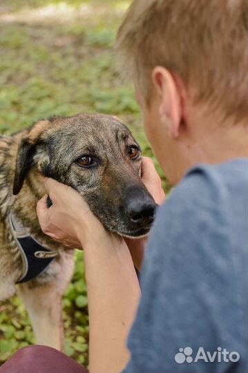 Нежная собачка Милли из приюта ищет дом
