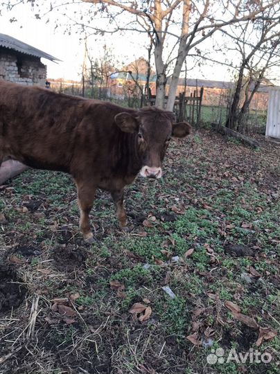 Бычки и телки