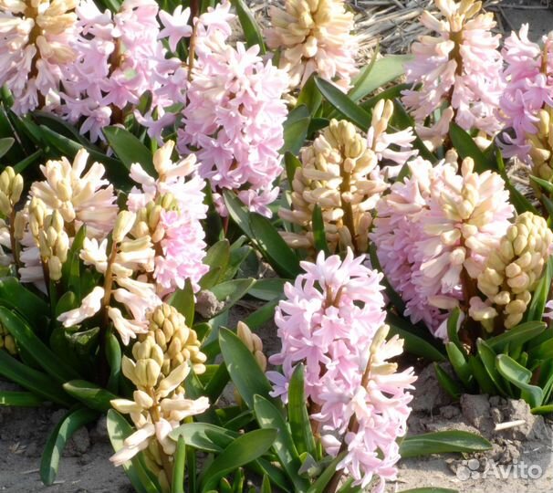 Гиацинты. Осень 2023