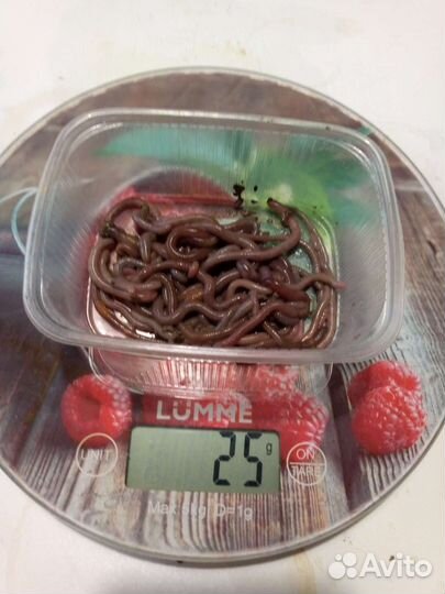 Черви для рыбалки и кормления животных