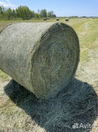 Сено в рулонах