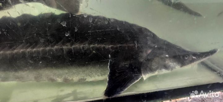 Живая рыба карась, карп,бестер(осетр)