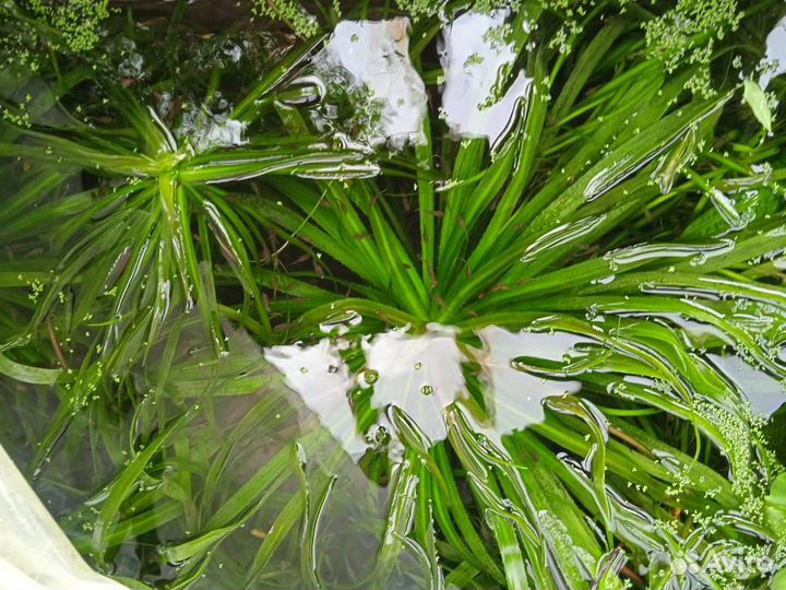 Водные растения для аквариумов и бассейнов