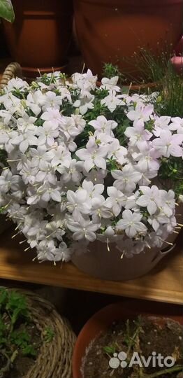 Кампанула невеста