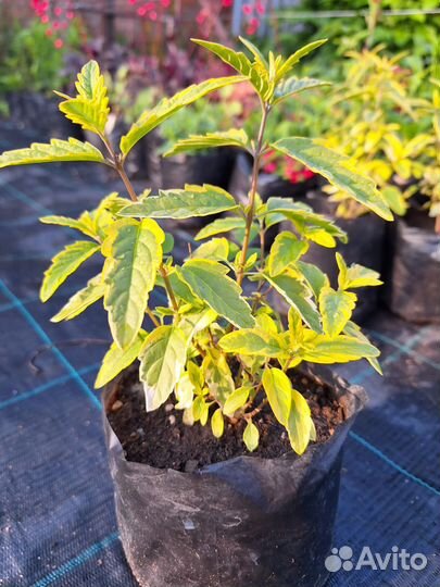 Растения кариоптерис кландоненский