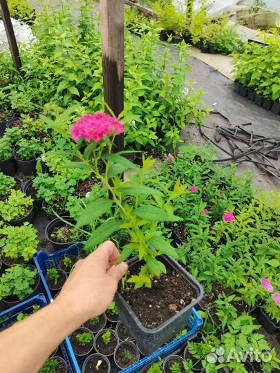 Спирея японская Энтони ватерер