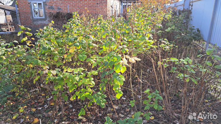 Саженцы малины