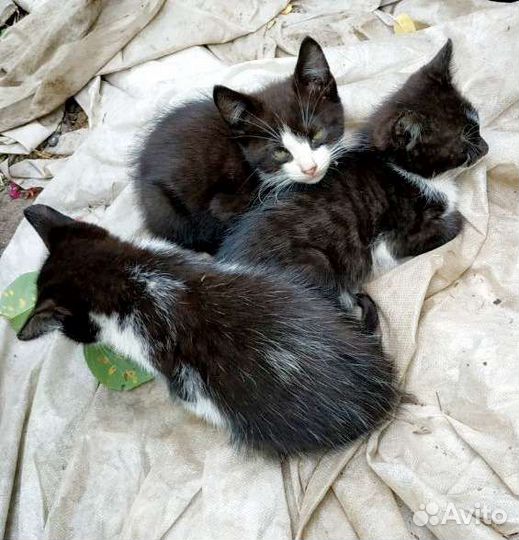 Котята в добрые руки бесплатно